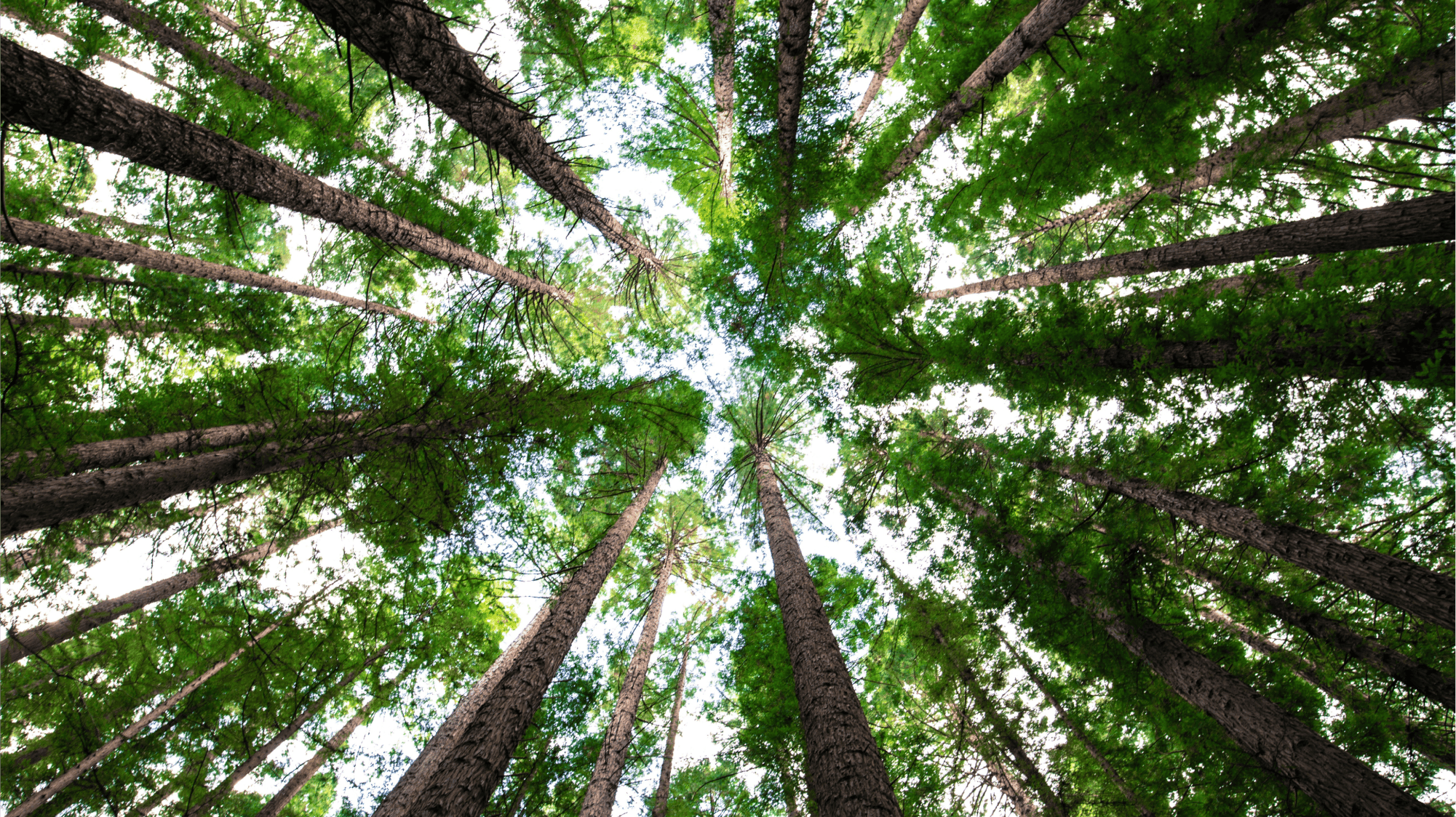 Looking Up At The Trees
