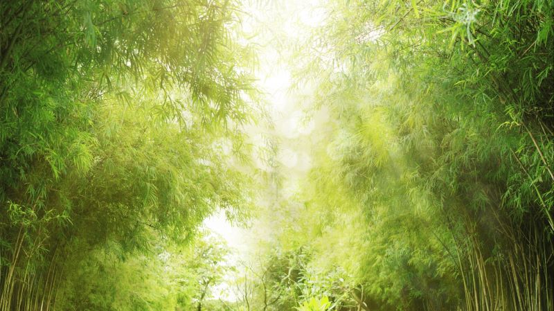 Sun Shining Through Trees In The Forest